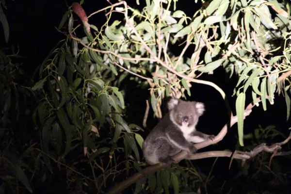 # Kangaroo Island: Where the Wildlife Throws a Bet...
