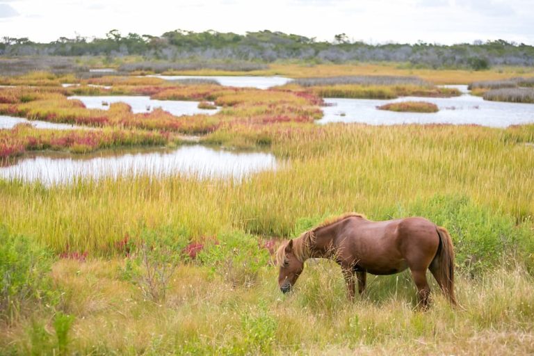 Our Airstream settled in at Assateague Island National Seashore campground, a testament to careful leveling on the sandy terrain, under a bright sunny sky.