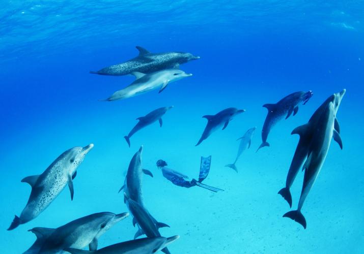 An underwater photograph capturing a pod of Atlantic bottlenose dolphins gracefully swimming through crystal-clear Bahamian waters. The lighting is soft and diffused, creating a magical, ethereal atmosphere.