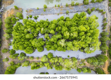Wide-angle shot of the mangrove forest