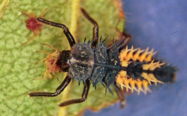 ladybug larva eating aphid Whitney Cranshaw Bugwood.org_.jpg