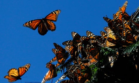 monarch butterfly on a flower