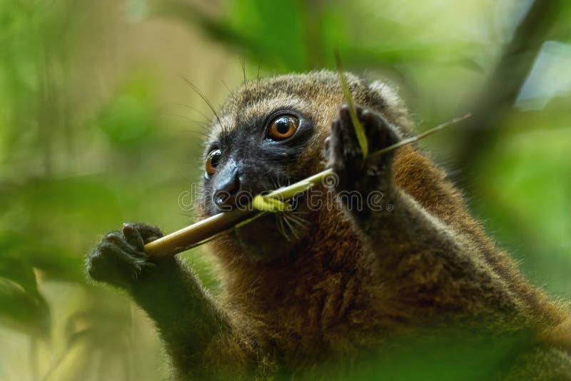 A golden bamboo lemur perched on a bamboo stalk in Ranomafana National Park, its golden fur blending with the bamboo's hues, showcasing its unique adaptation to a cyanide-rich diet.