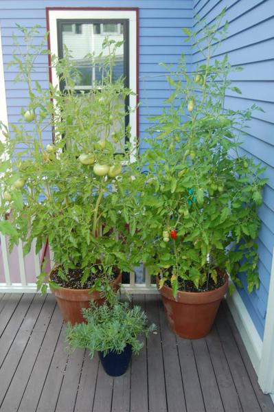 Grow Your Groceries, Not Your To-Do List: Easy...