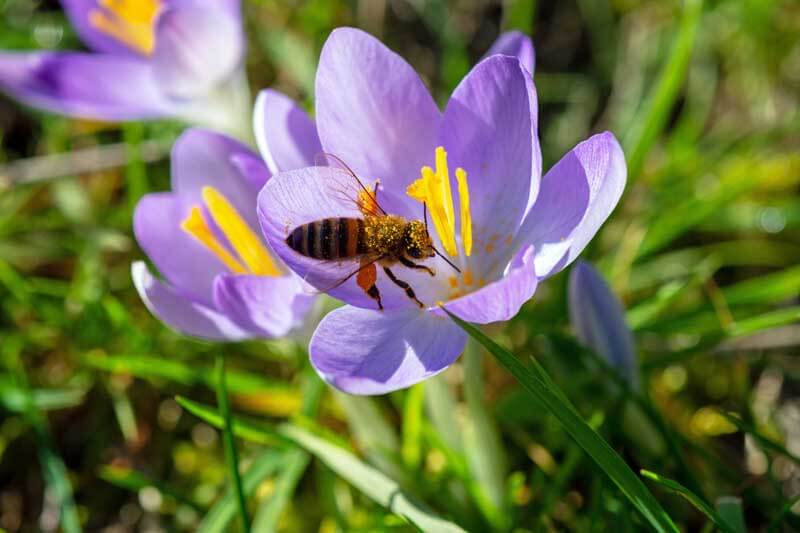 Beyond Blooms: Designing a Year-Round Wildlife...