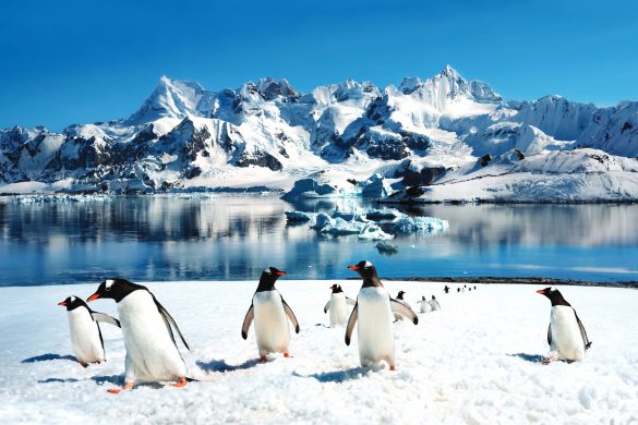Icy blue waters under the soft glow of the Antarctic sun, majestic icebergs casting long shadows, and the stark contrast of penguins against the white landscape, showcasing the photographic opportunities on an antarctic cruise