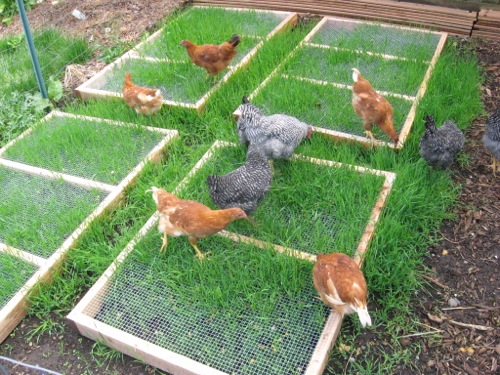 A finished chicken tractor in a garden setting.