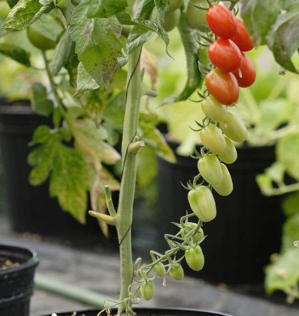 Assorted heirloom tomato seedlings with diverse foliage