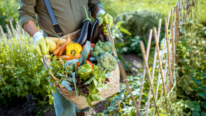 Unlock the Secrets of Companion Planting: A Begi...