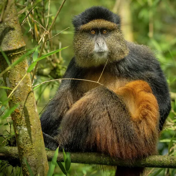 Brochettes and coffee at Sabyinyo Silverback Lodge