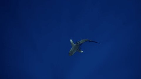 Freediver in Raja Ampat surrounded by fish, illustrating the vibrant biodiversity and freediving opportunities.