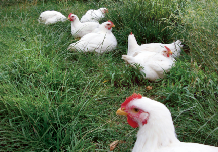 Homestead-Friendly Flocks: Sourcing Heritage Poult...