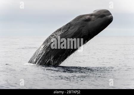 A sperm whale breaching the surface of the ocean, capturing the scale of the animal and the surrounding ocean landscape under clear, bright lighting.