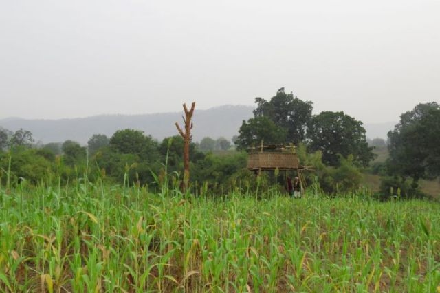 Two hands showcasing the harvest of Sorghum