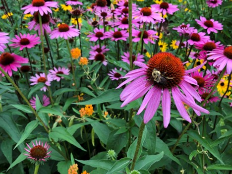 Buzzworthy Blooms: Transform Your Garden into a Po...