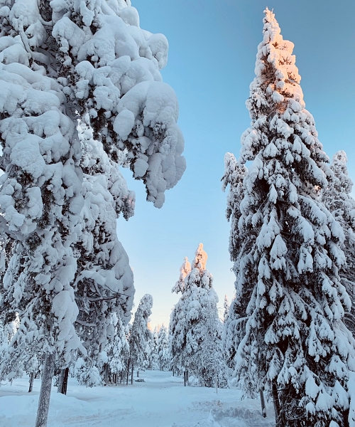 A person petting a reindeer on a reindeer farm