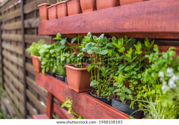 Pallet vertical garden herbs close-up