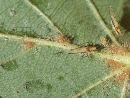 infographic of common garden pests their predators