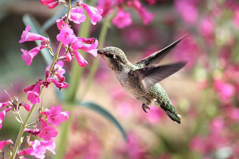 split image native bee species and hummingbird