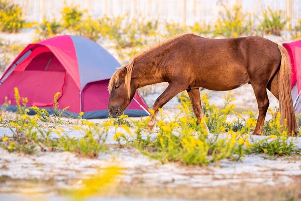 # Assateague's Wild Side: Beach Camping with Kids...