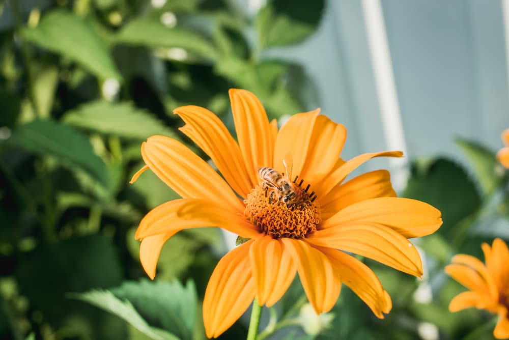 Image of a well-established pollinator garden showcasing diverse plant life and a bee house