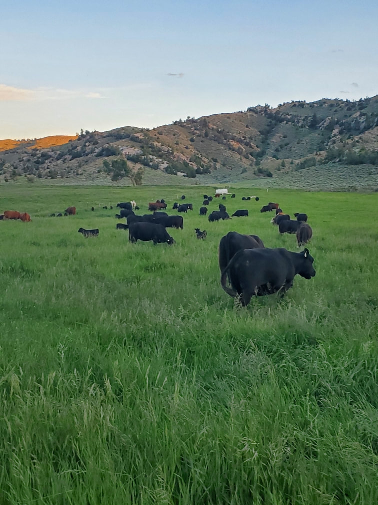Cows grazing in a diverse pasture landscape