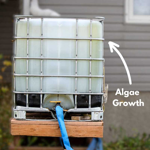 algae growth