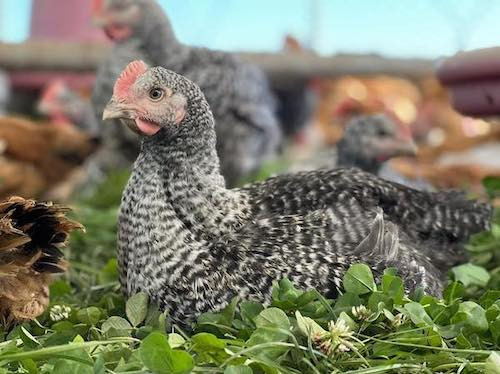 comparison commercial chicken heritage chicken