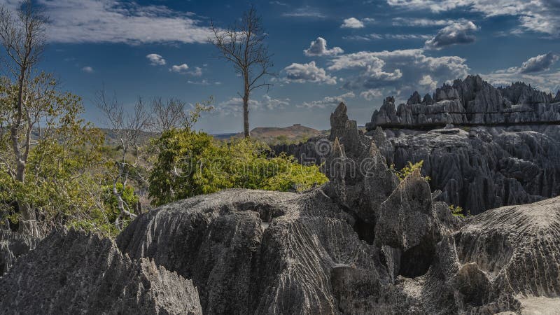 A panoramic view of the Tsingy de Bemaraha, featuring jagged limestone formations stretching as far as the eye can see.
