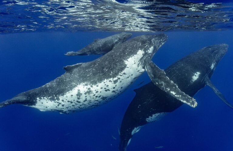 Humpback Whale, Dive Niue
