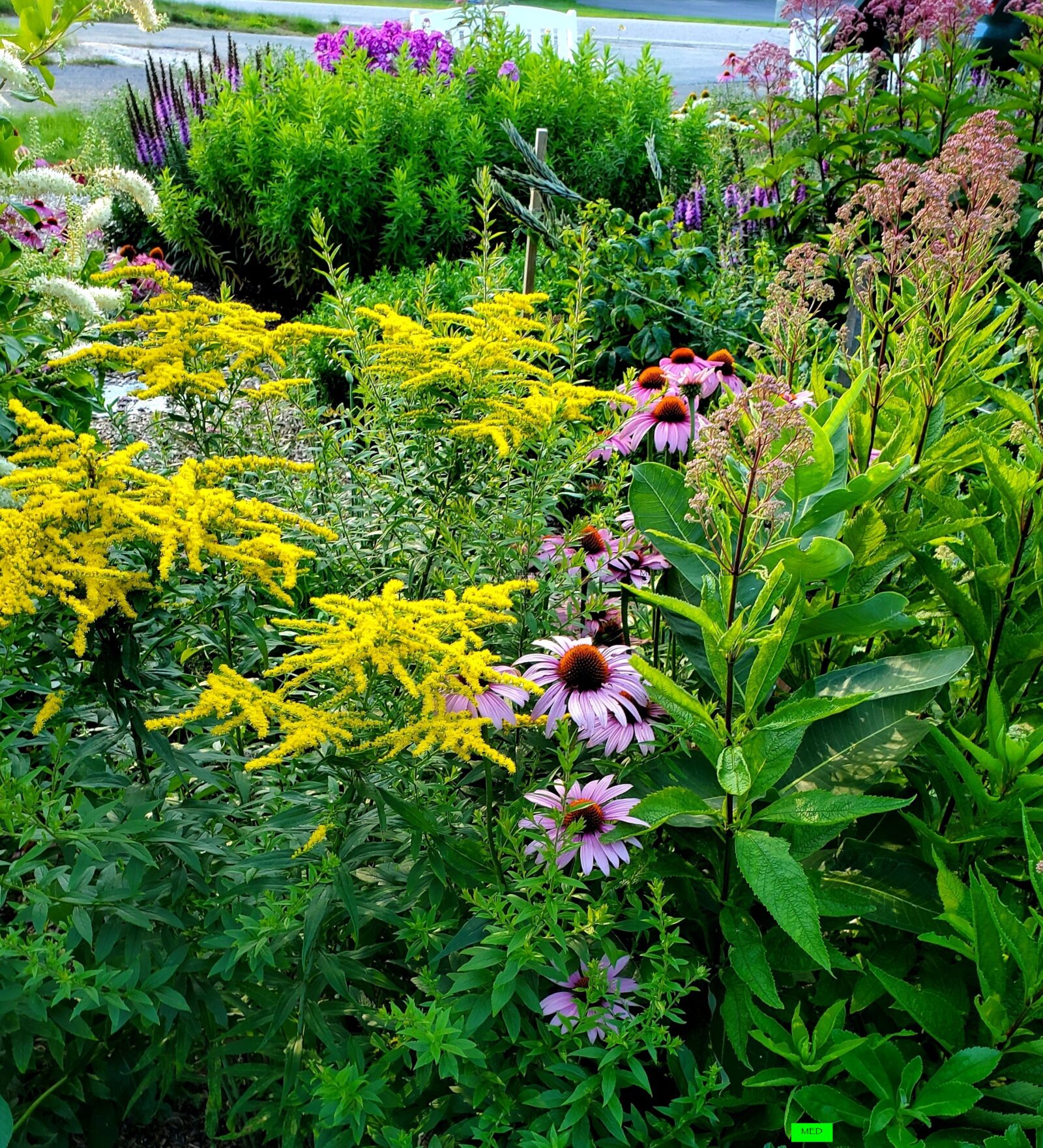 Diverse backyard garden with trees and shrubs