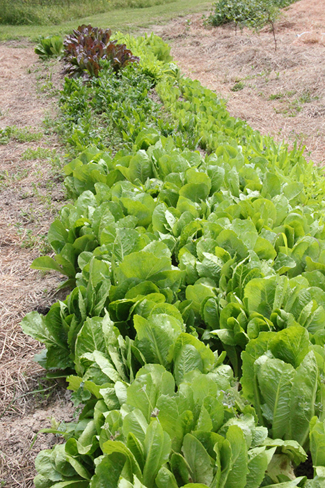 A time-lapse or multi-photo collage showing the growth of salad greens over several weeks