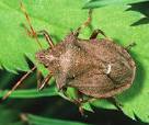 The Good Bug Garden: Creating a Haven for Natur...