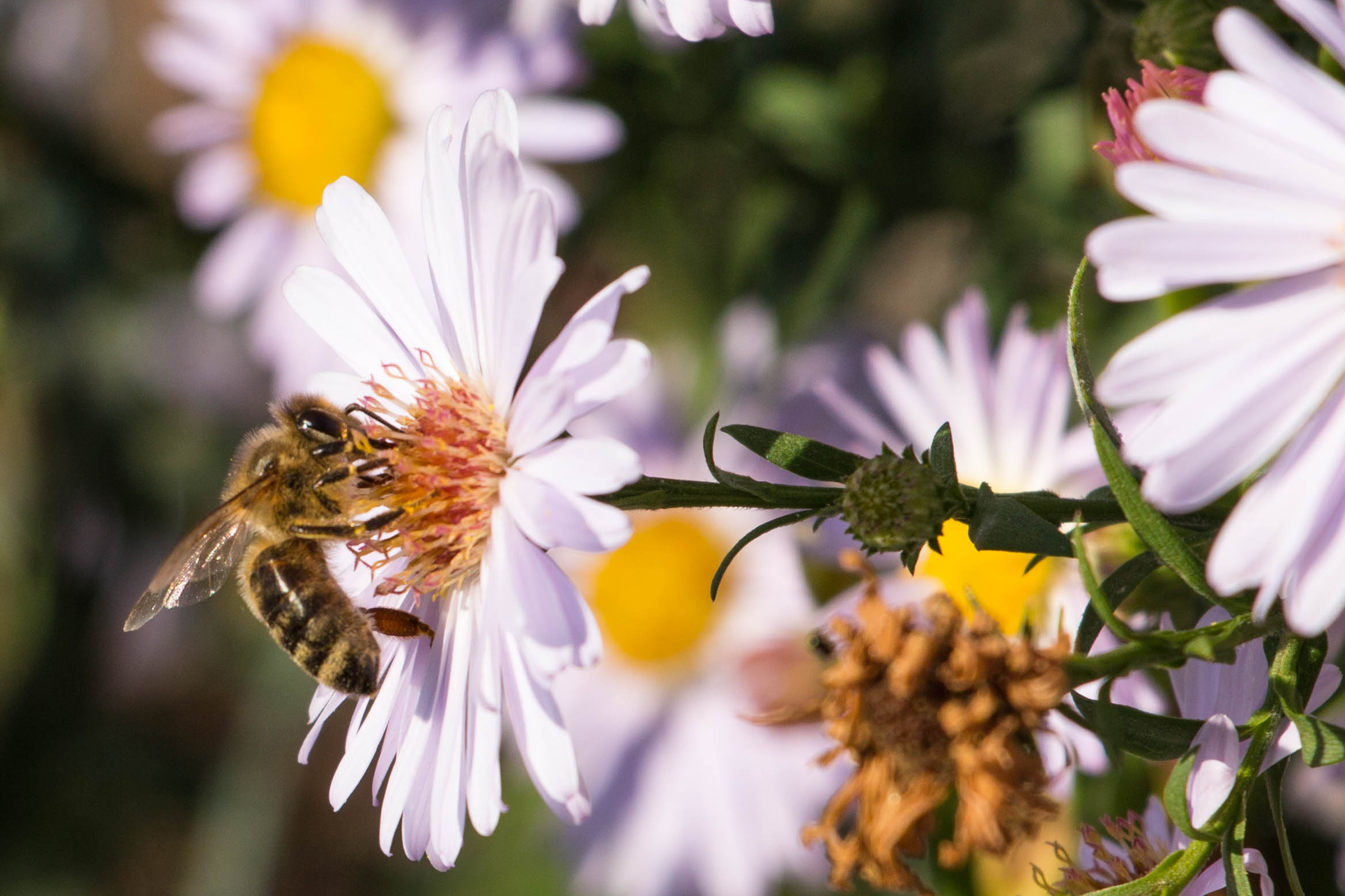 7 Simple Steps to Create a Buzzworthy Pollinato...