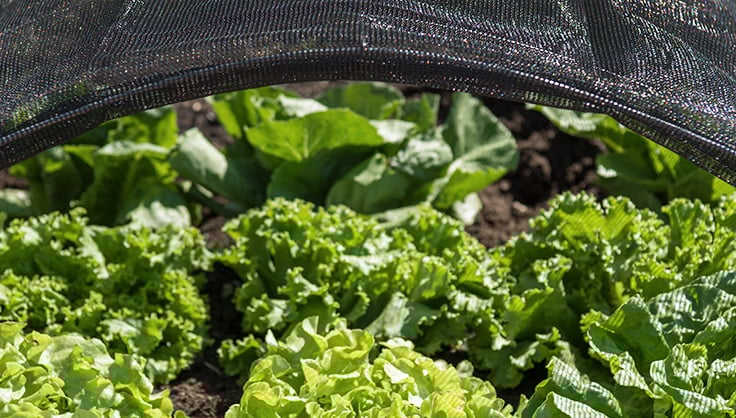 A lettuce garden covered to protect it