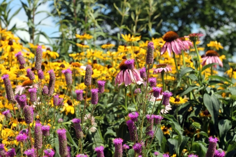 Buzzworthy Blooms: 7 Simple Steps to a Pollinato...