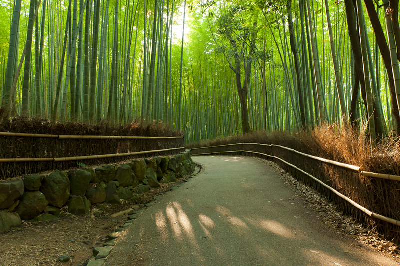 Sunlight shining through Arashiyama Bamboo Grove