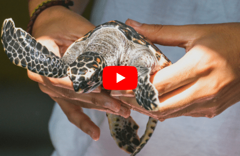 Volunteers diligently collecting plastic debris from a Galapagos beach, helping to preserve the pristine environment for future generations.