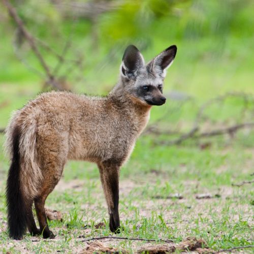 Lilac-breasted roller in the Okavango Delta