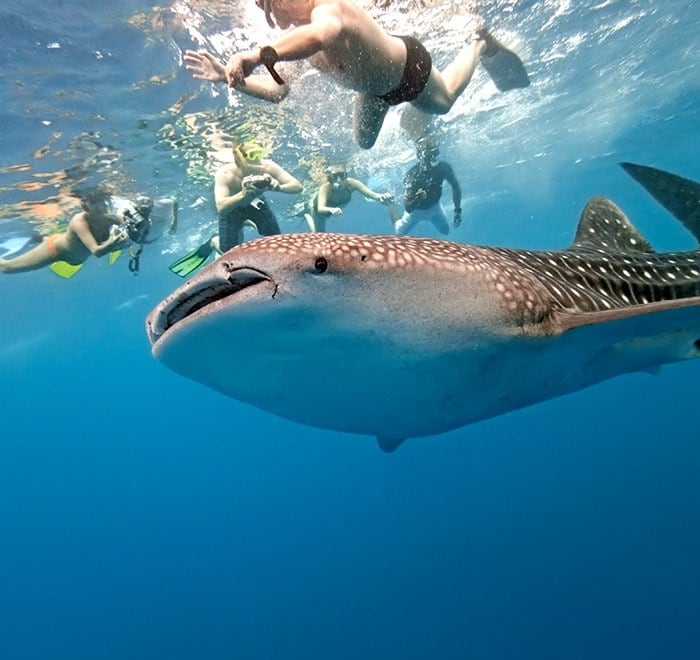 A group of Atlantic spotted dolphins swimming together in the clear waters of Bimini, Bahamas.