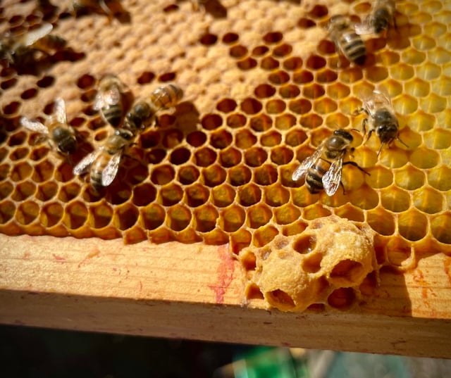 A beekeeper in the PNW carefully inspecting a hive in a flower-filled garden