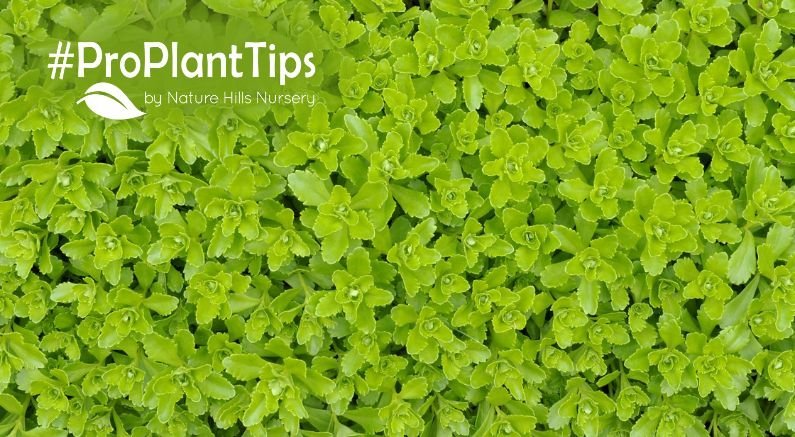 Ditch the Lawn, Eat Your Yard: Edible Groundcov...