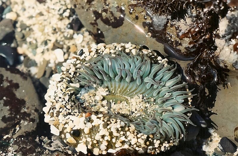 Purple Sand and Tide Pools at Pfeiffer Beach