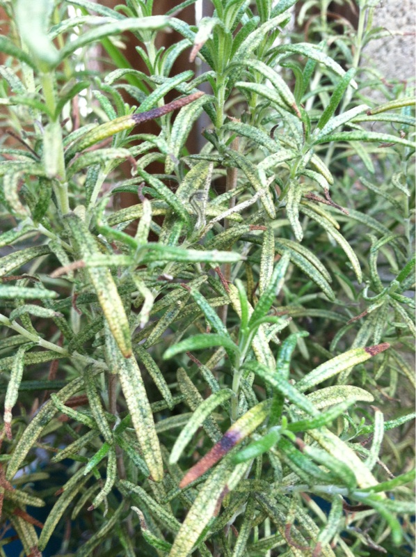 A close-up shot of Dill plants swaying gently, with beneficial insects (ladybugs) visible on the leaves.