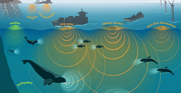 Dolphin Research Equipment