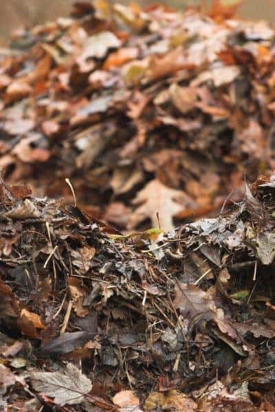 Backyard Chickens Beyond Eggs: 7 Surprising Way...
