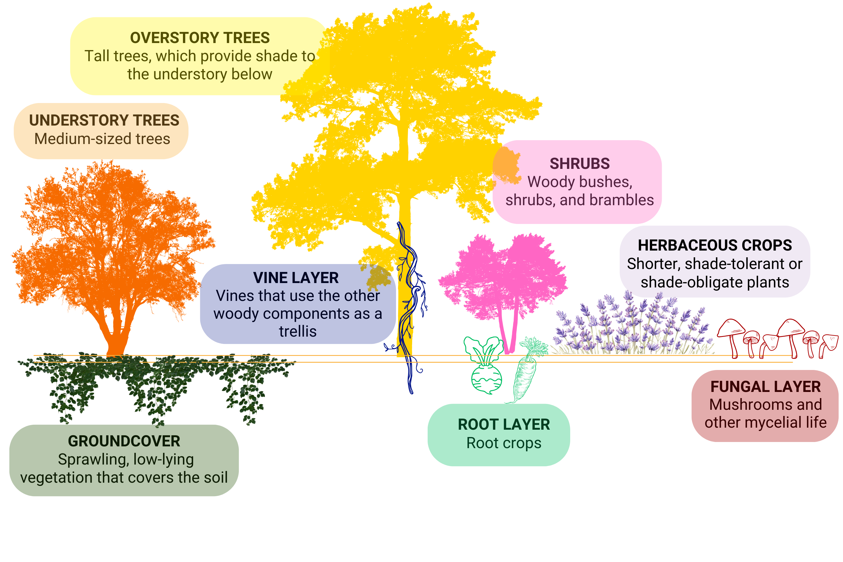 food forest layers diagram clear labels