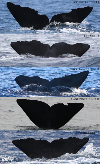 Dominica Whale Watching Sustainable Tour