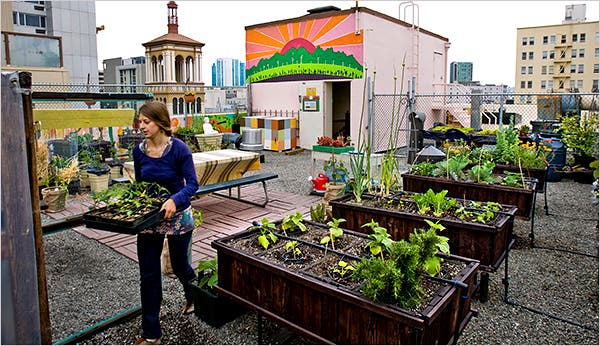 Grow Up, Not Out: Green Roofs for Urban Homeste...