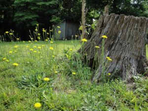 7 Easy Ways to Make Your Garden More Pollinator...